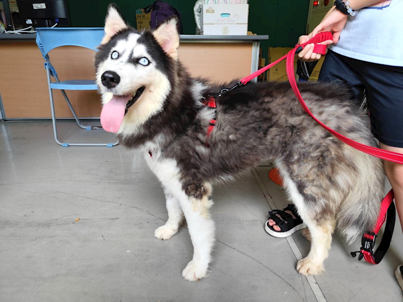 高雄市燕巢動物保護關愛園區,編號:461233, 哈士奇(西伯利亞雪橇犬)