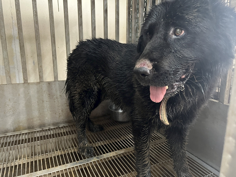 桃園市動物保護教育園區,編號:462311, 西藏獒犬