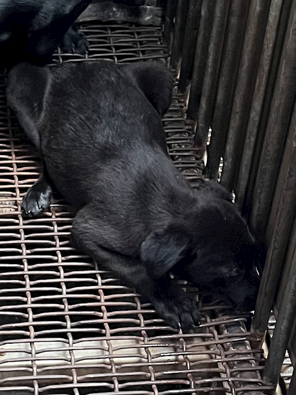 彰化縣流浪狗中途之家臨時收容所,編號:447488, 混種犬          
