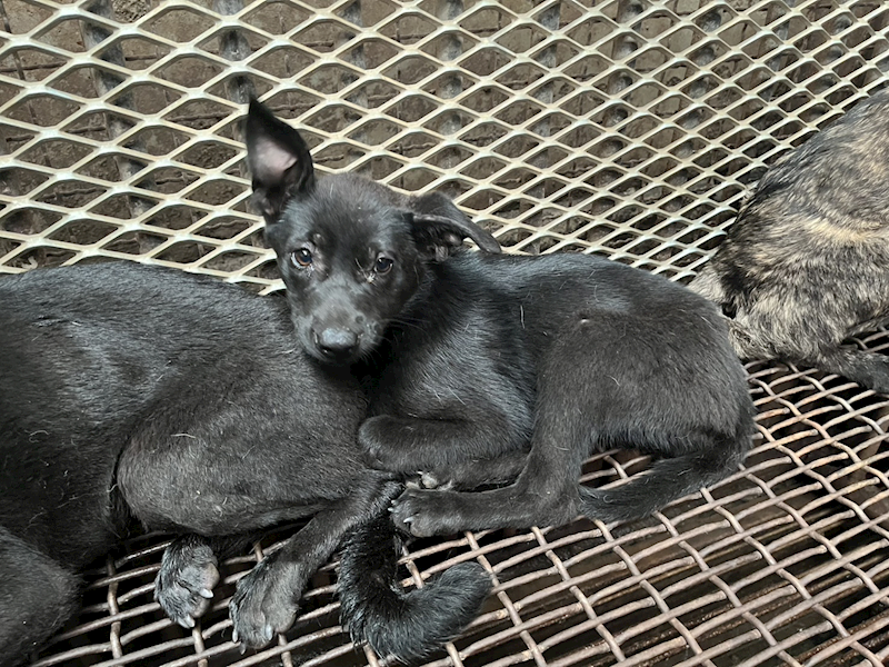 彰化縣流浪狗中途之家臨時收容所,編號:450282, 混種犬          