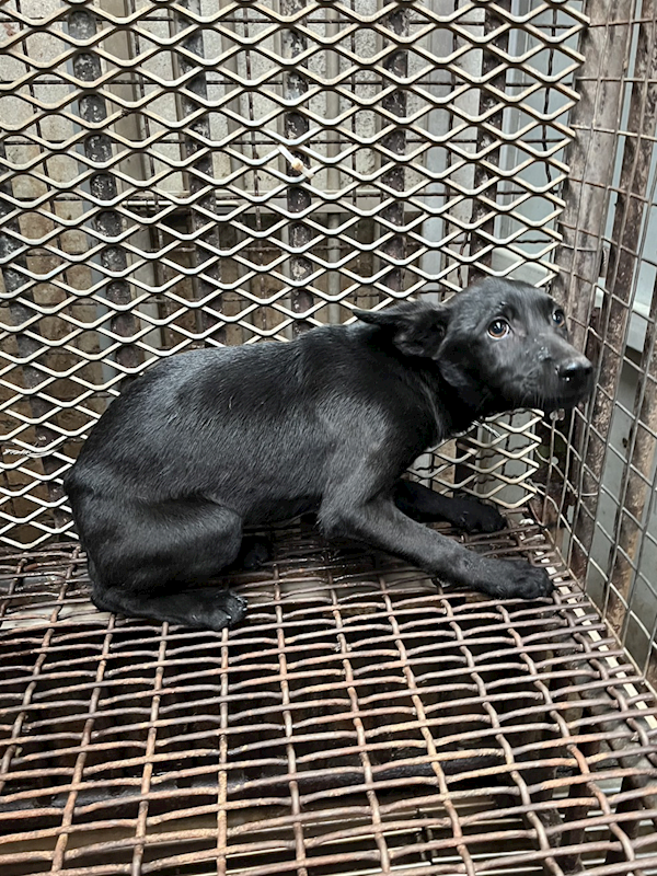 彰化縣流浪狗中途之家臨時收容所,編號:444144, 混種犬          