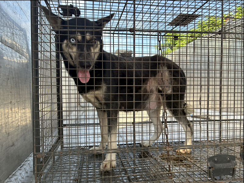彰化縣流浪狗中途之家臨時收容所,編號:464573, 混種犬          