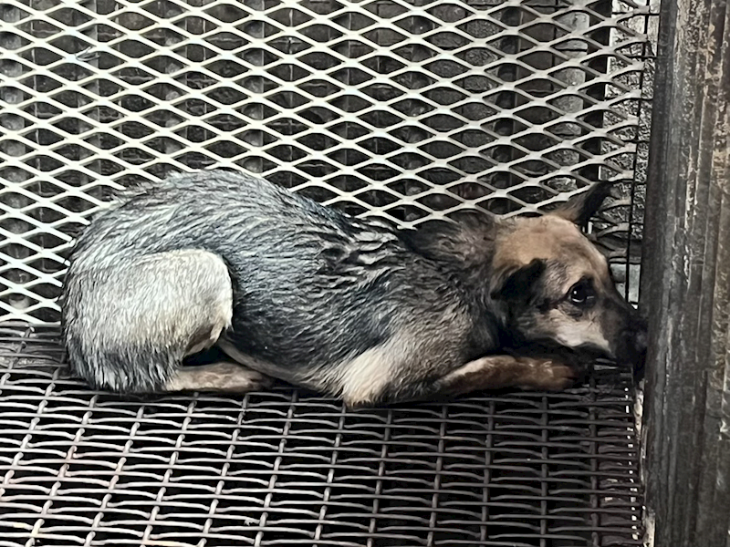 彰化縣流浪狗中途之家臨時收容所,編號:453378, 混種犬          