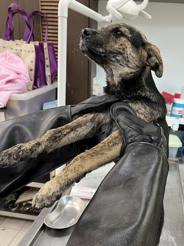 彰化縣流浪狗中途之家臨時收容所,編號:445756, 混種犬          