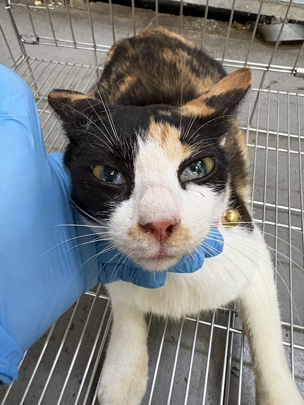 新北市五股區公立動物之家,編號:451014, 混種貓                 