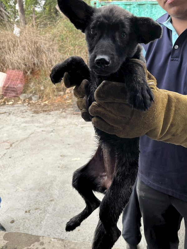彰化縣流浪狗中途之家臨時收容所,編號:446685, 混種犬          