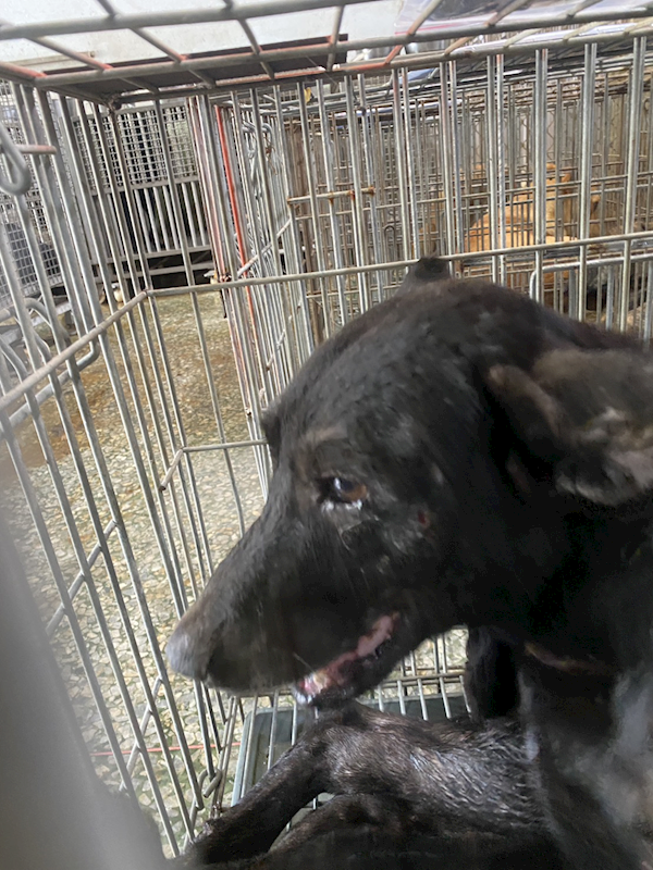 臺南市動物之家善化站,編號:464665, 混種犬          