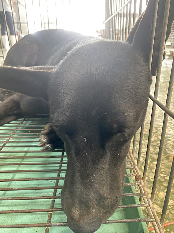 臺南市動物之家善化站,編號:464666, 混種犬          