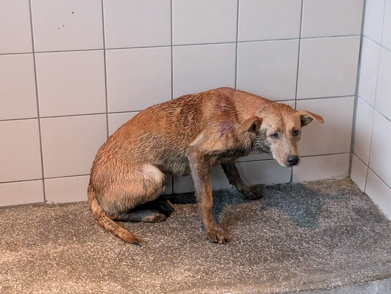 高雄市燕巢動物保護關愛園區,編號:422704, 混種犬          