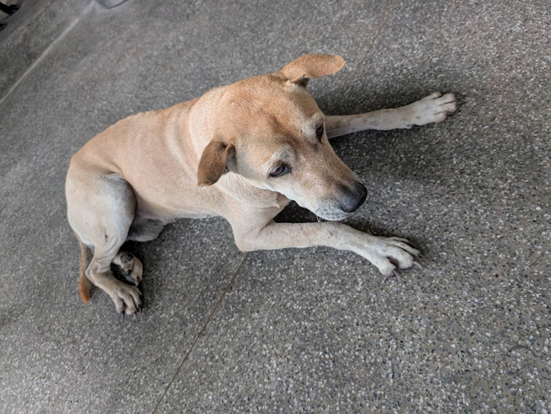 高雄市燕巢動物保護關愛園區,編號:422697, 混種犬          