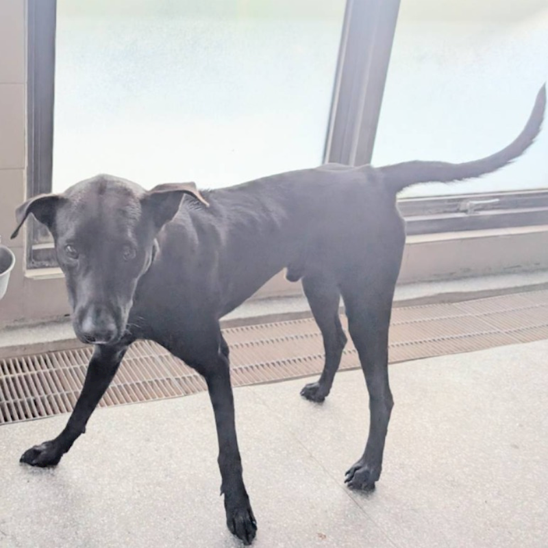高雄市燕巢動物保護關愛園區,編號:392840, 混種犬          