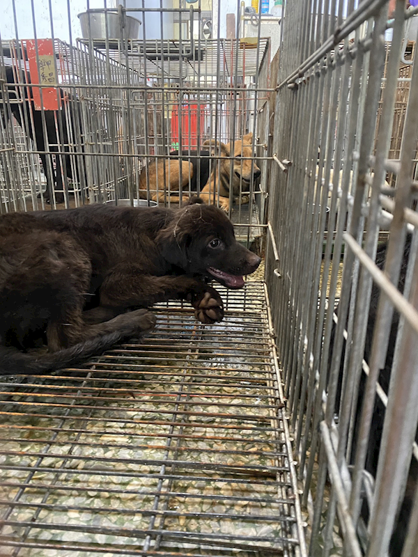臺南市動物之家善化站,編號:464660, 混種犬          