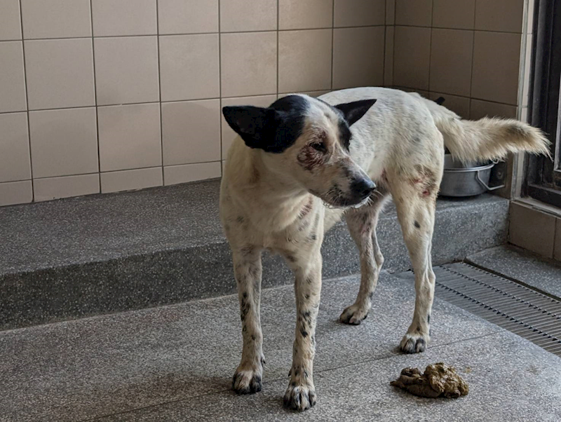高雄市燕巢動物保護關愛園區,編號:422712, 混種犬          