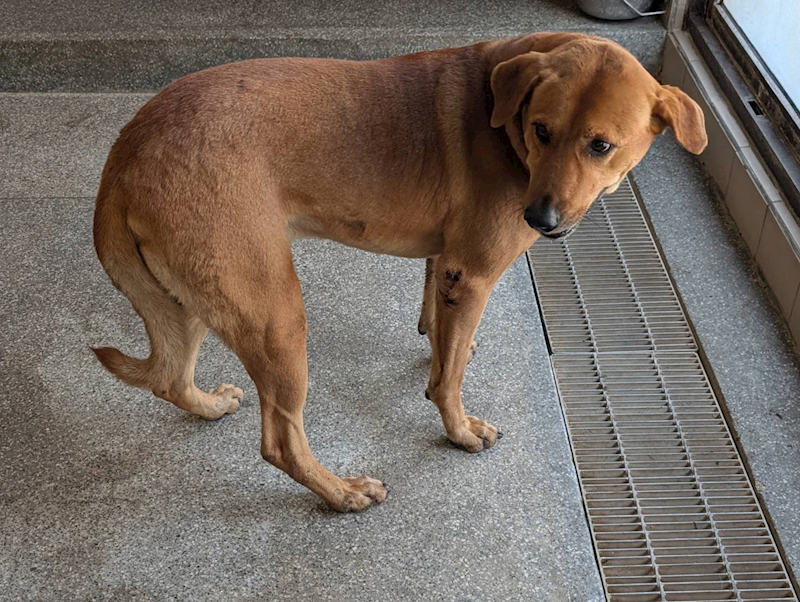 高雄市燕巢動物保護關愛園區,編號:422698, 混種犬          