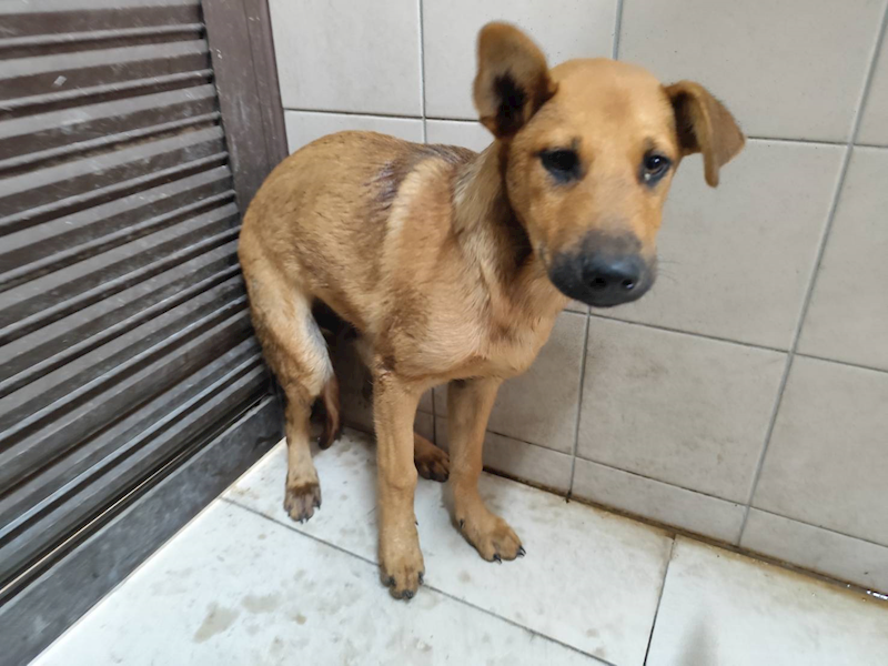 高雄市燕巢動物保護關愛園區,編號:407465, 混種犬          