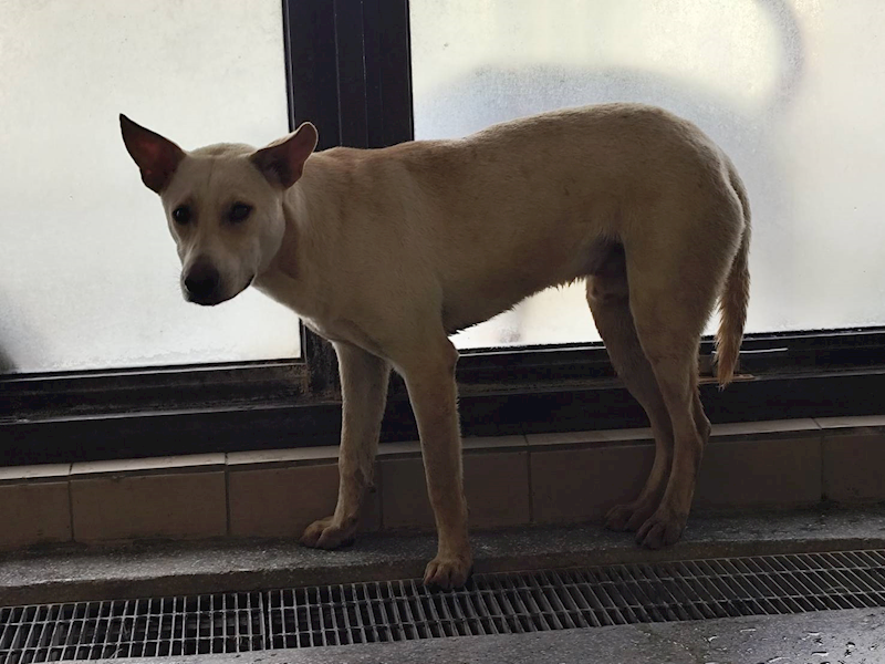高雄市燕巢動物保護關愛園區,編號:422708, 混種犬          