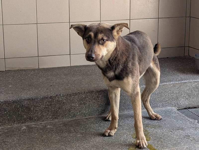 高雄市燕巢動物保護關愛園區,編號:422702, 混種犬          