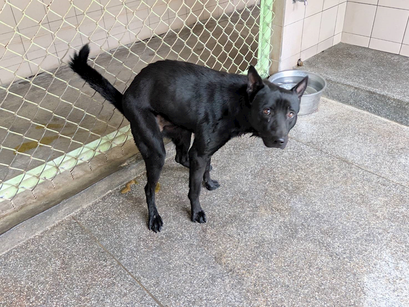 高雄市燕巢動物保護關愛園區,編號:422715, 混種犬          
