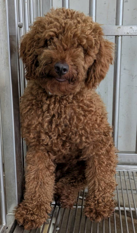 花蓮縣狗貓躍動園區,編號:464654, 貴賓犬        