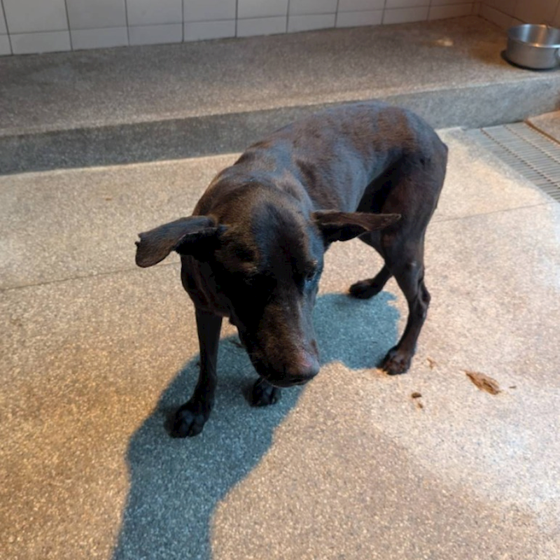 高雄市燕巢動物保護關愛園區,編號:395729, 混種犬          