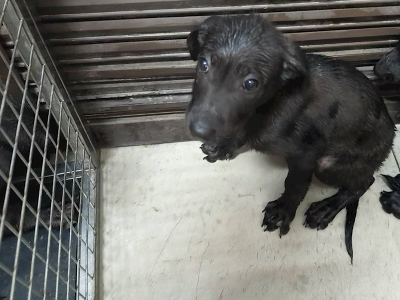 高雄市燕巢動物保護關愛園區,編號:441031, 混種犬          