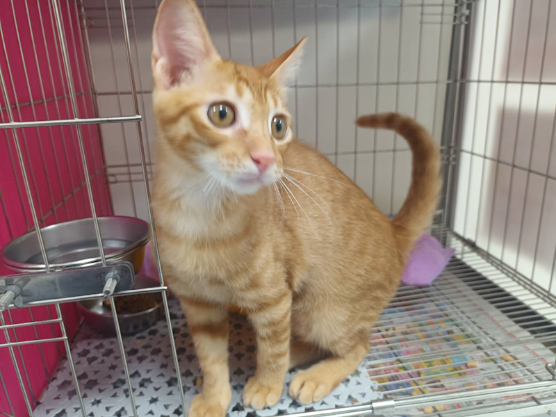 新北市板橋區公立動物之家,編號:463627, 混種貓                 
