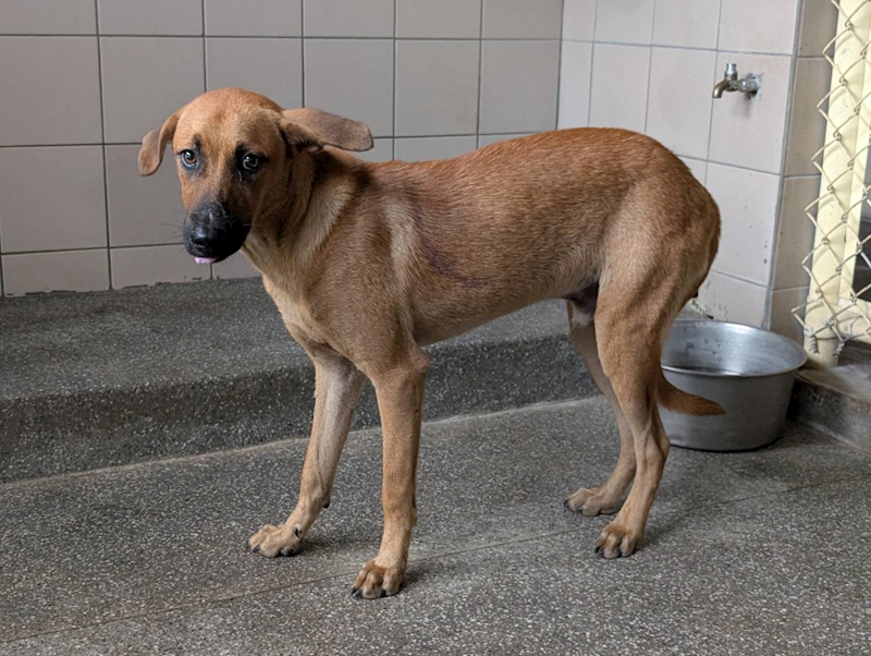 高雄市燕巢動物保護關愛園區,編號:422718, 混種犬          