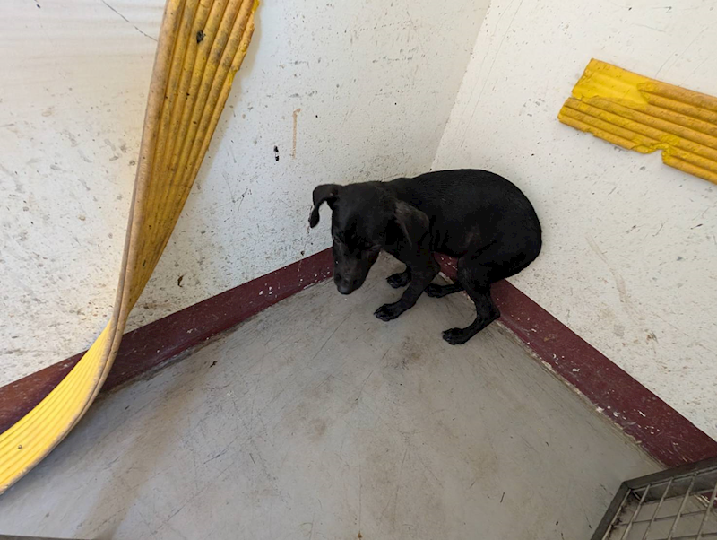 高雄市燕巢動物保護關愛園區,編號:431475, 混種犬          