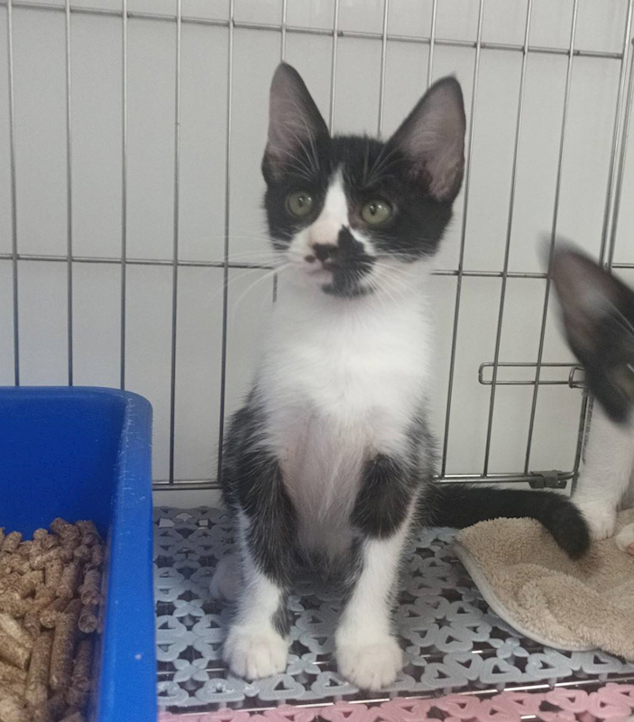 新北市板橋區公立動物之家,編號:463751, 混種貓                 