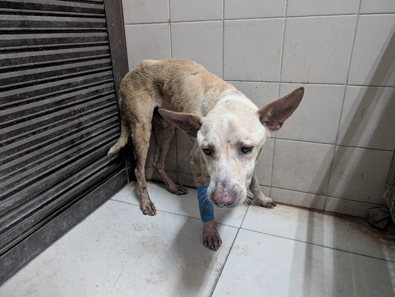高雄市燕巢動物保護關愛園區,編號:421689, 混種犬          