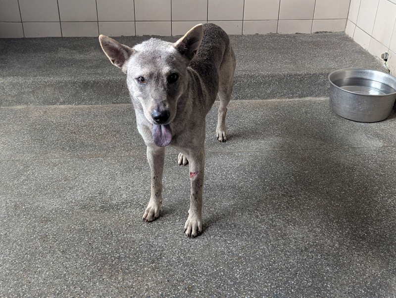 高雄市燕巢動物保護關愛園區,編號:421691, 混種犬          