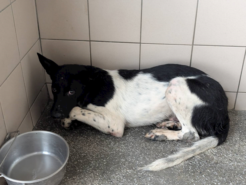 高雄市燕巢動物保護關愛園區,編號:422719, 混種犬          