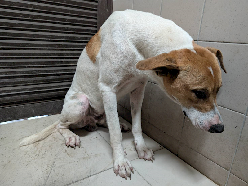 高雄市燕巢動物保護關愛園區,編號:422720, 混種犬          