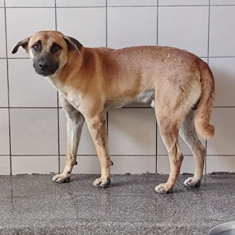 高雄市燕巢動物保護關愛園區,編號:414877, 混種犬          