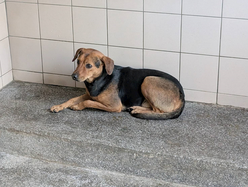 高雄市燕巢動物保護關愛園區,編號:390549, 混種犬          