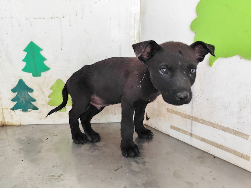 高雄市燕巢動物保護關愛園區,編號:458573, 混種犬          