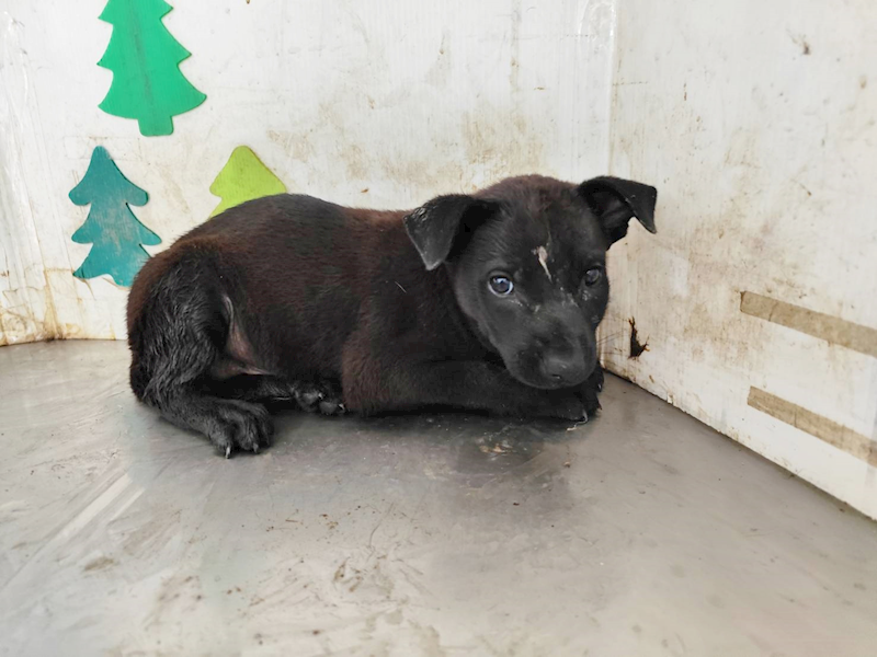 高雄市燕巢動物保護關愛園區,編號:458595, 混種犬          