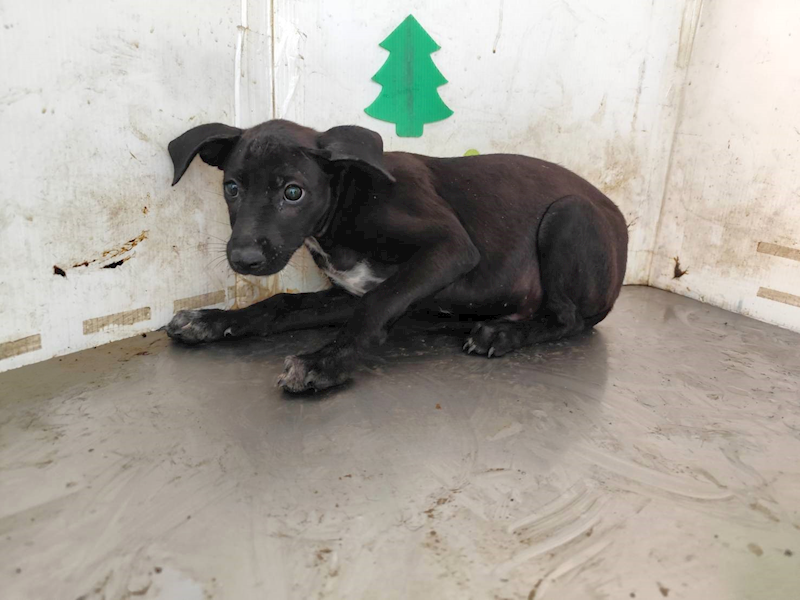 高雄市燕巢動物保護關愛園區,編號:458596, 混種犬          