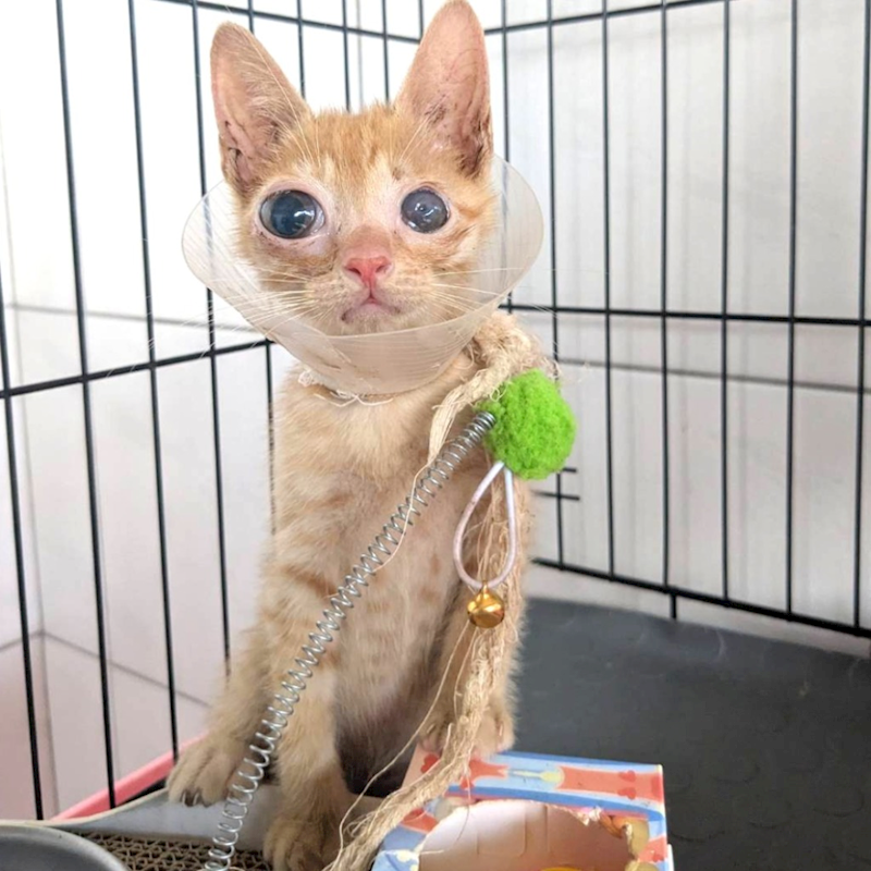 新竹縣動物保護教育園區,編號:462756, 混種貓                 