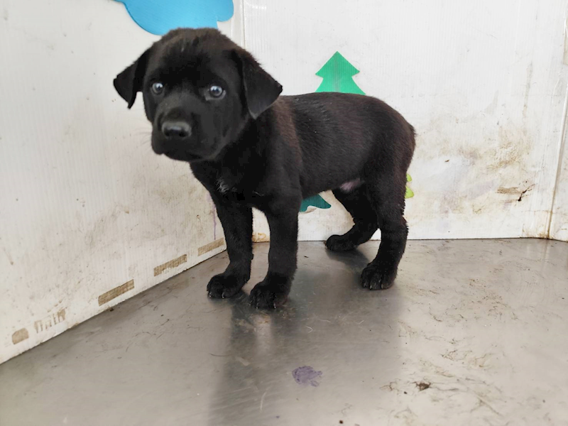 高雄市燕巢動物保護關愛園區,編號:458588, 混種犬          