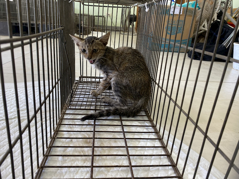 金門縣動物收容中心,編號:464641, 混種貓                 