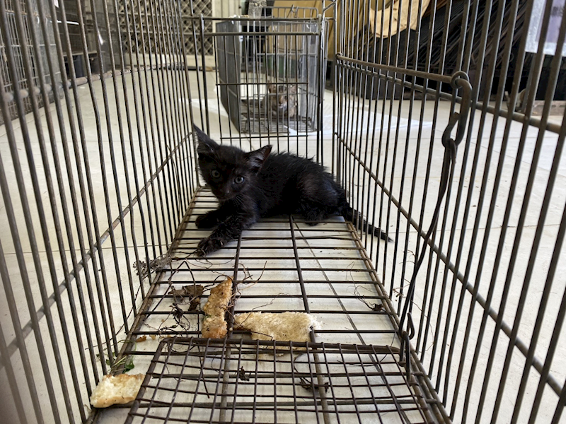 金門縣動物收容中心,編號:464640, 混種貓                 