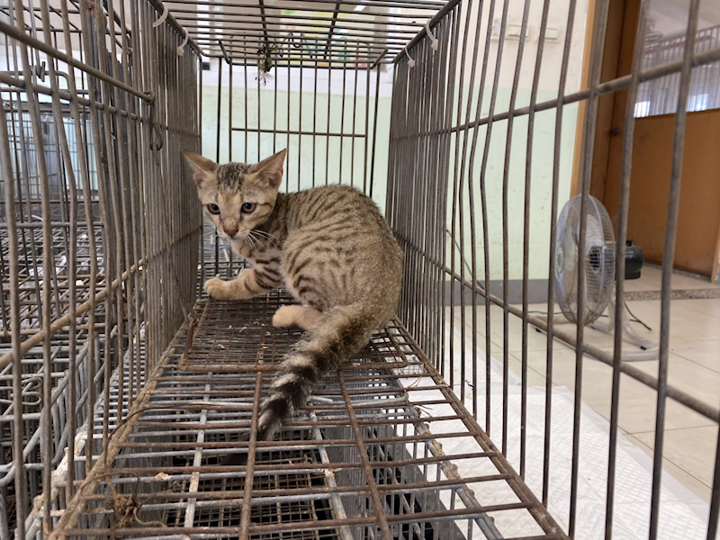 金門縣動物收容中心,編號:464638, 混種貓                 