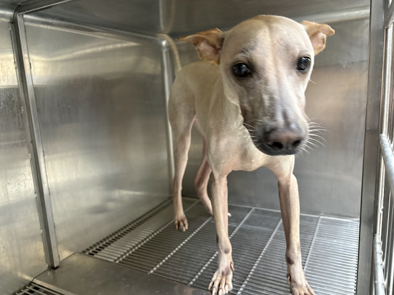 桃園市動物保護教育園區,編號:464644, 混種犬          