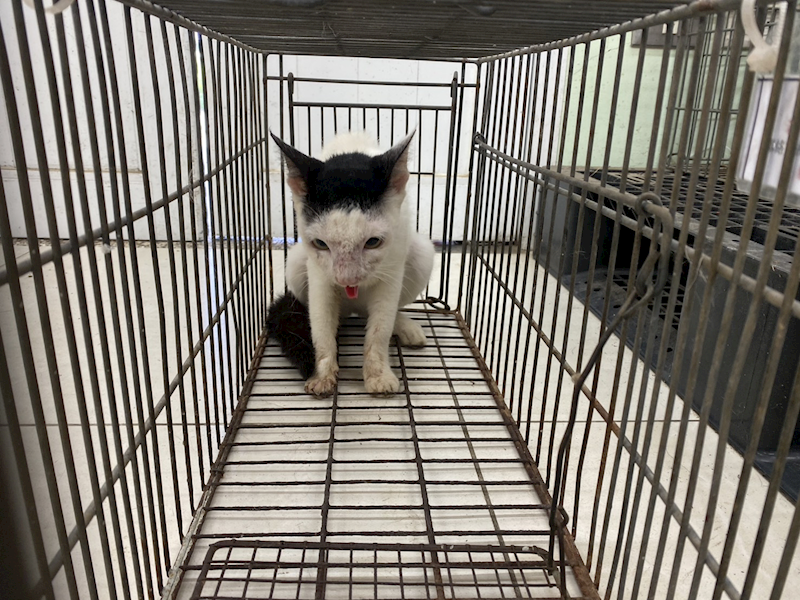 金門縣動物收容中心,編號:464637, 混種貓                 