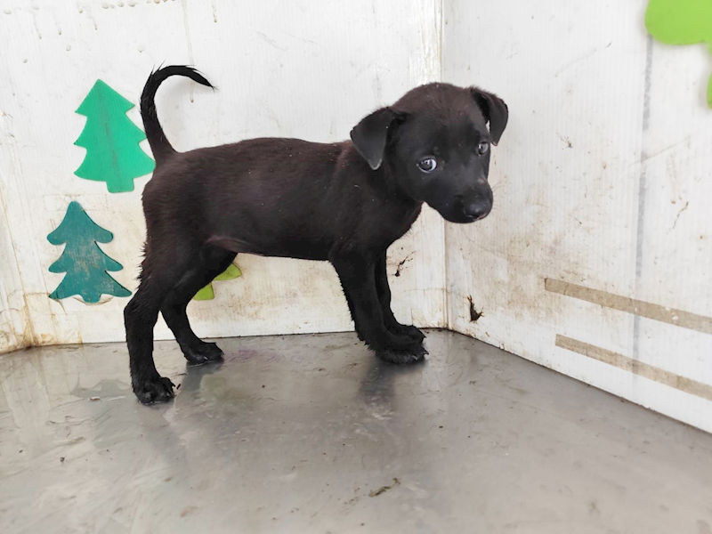 高雄市燕巢動物保護關愛園區,編號:458579, 混種犬          