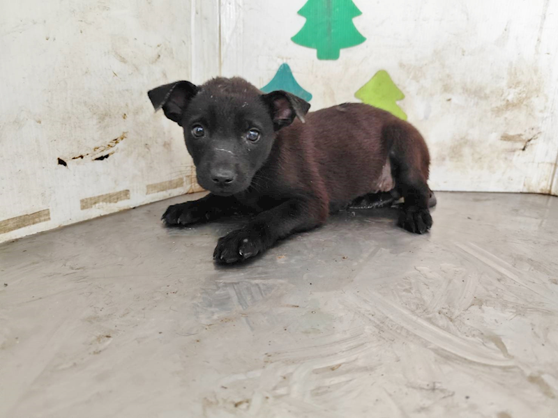 高雄市燕巢動物保護關愛園區,編號:458576, 混種犬          