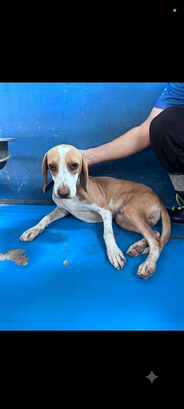 苗栗縣動物保護教育園區,編號:463458, 米格魯犬