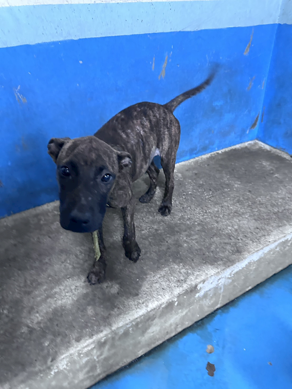 苗栗縣動物保護教育園區,編號:464413, 混種犬          