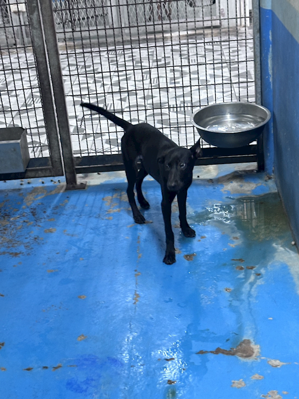 苗栗縣動物保護教育園區,編號:464415, 混種犬          